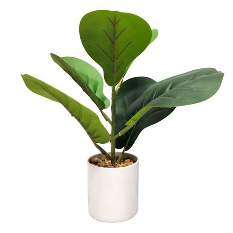 Fiddle Leaf Fig Plant in White Planter, 14″