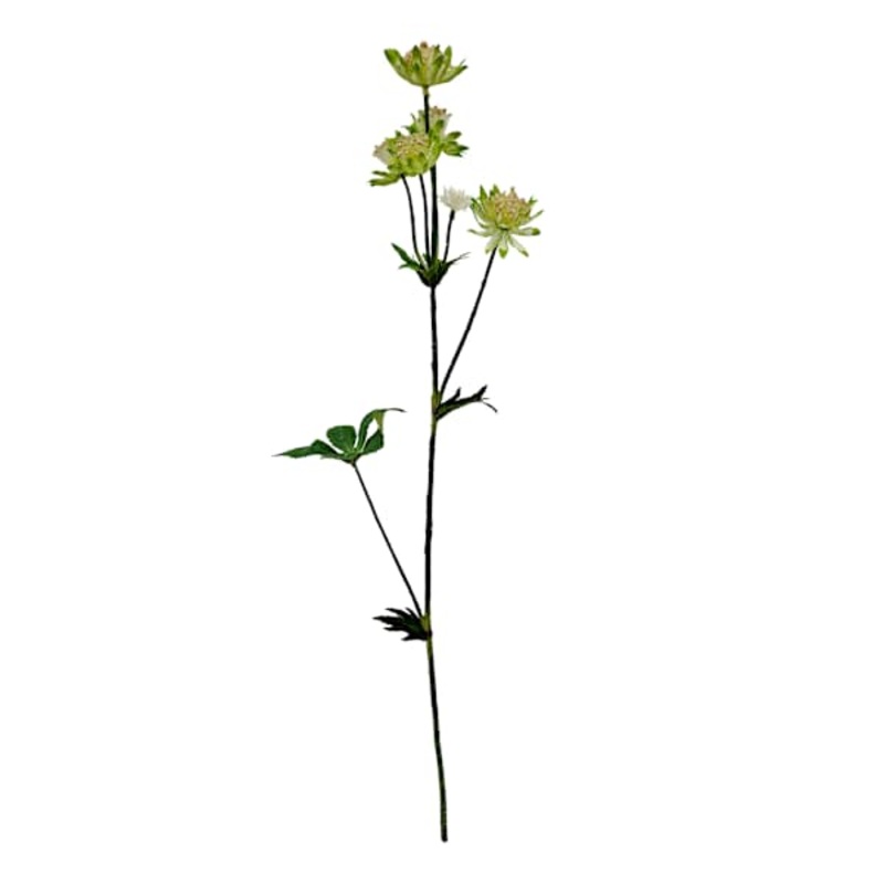 Green Astrantia Spray, 22″