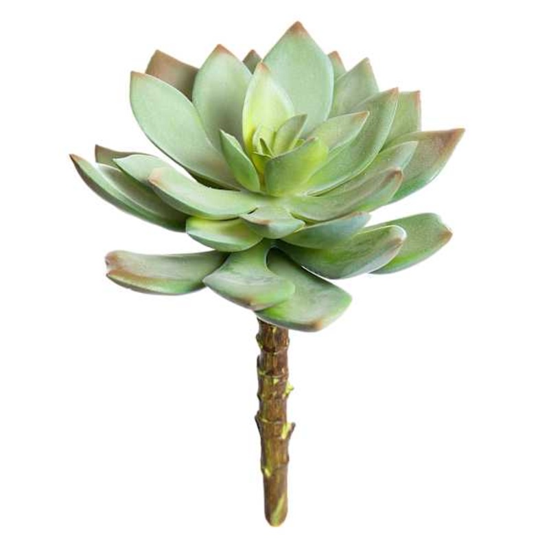 Green Echeveria Succulent Pick, 6″