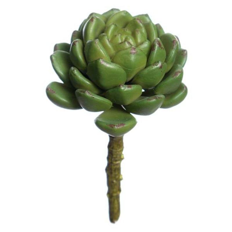 Green Rose Echeveria Pick, 5″