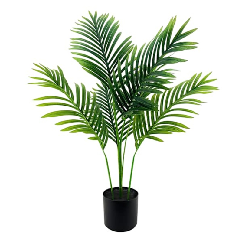 Potted Areca Plant, 3′