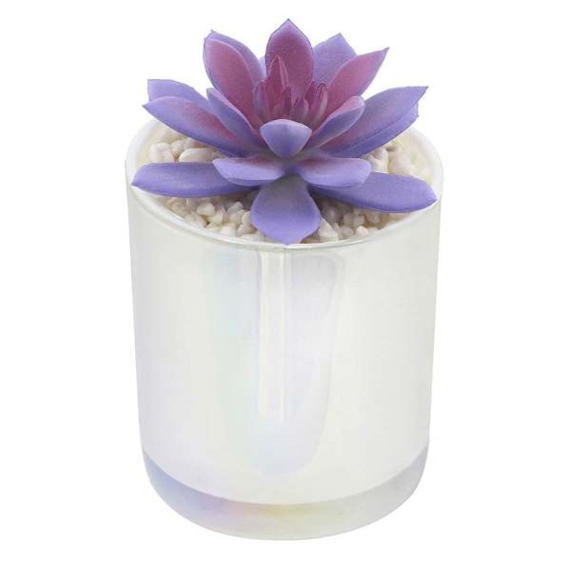 Purple Echeveria in White Vase, 5″