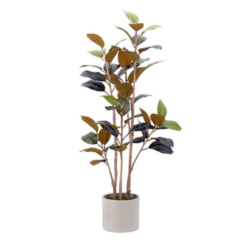 Rubber Tree in Grey Vessel, 48″