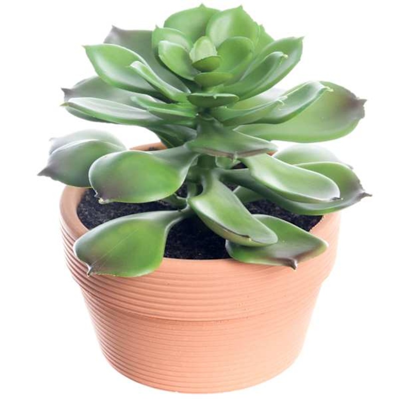 Succulent with Terracotta Planter, 4.5″