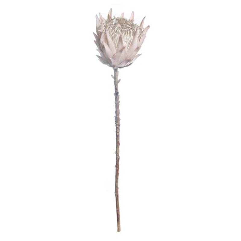 Tracey Boyd Light Pink Protea Stem, 27″
