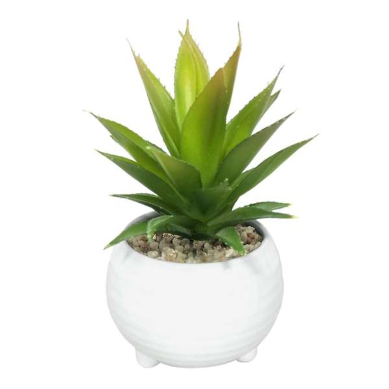 Tracey Boyd Succulent in White Pot, 6″