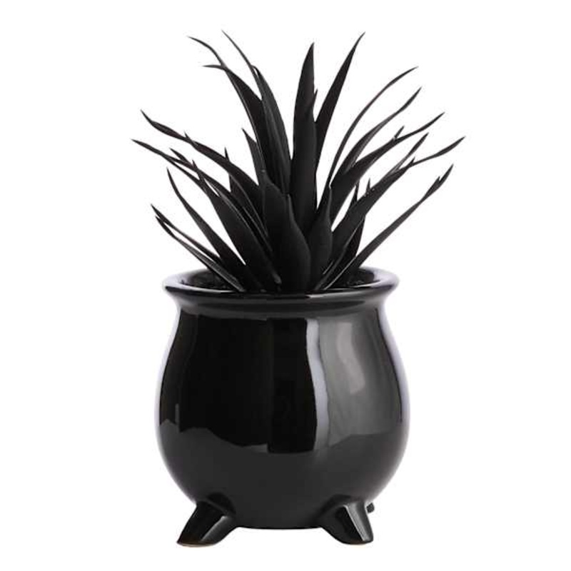 7In Black Succulent Arrangement | At Home