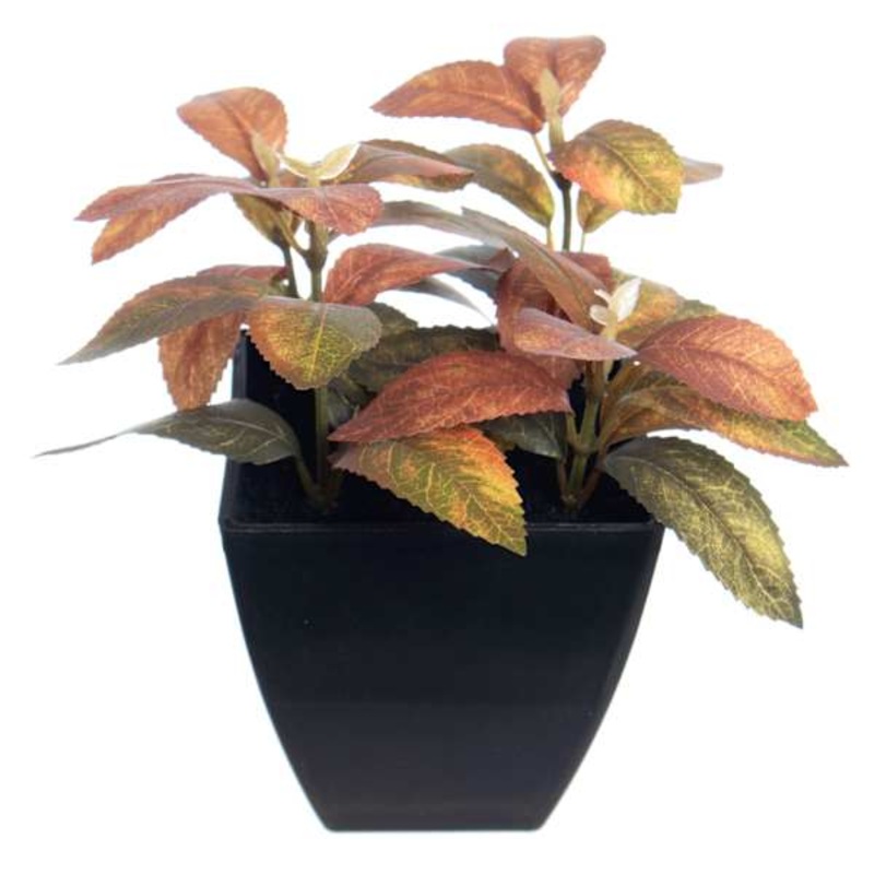 Cuscus Plant in Pot, 5.5″