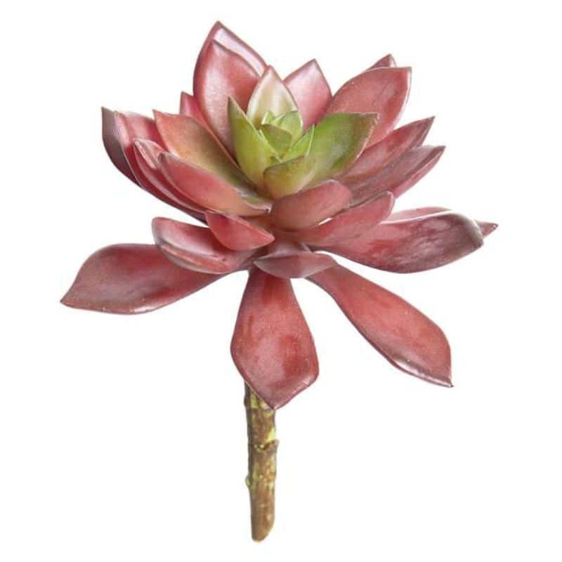 Maroon Echeveria Succulent Pick, 6″