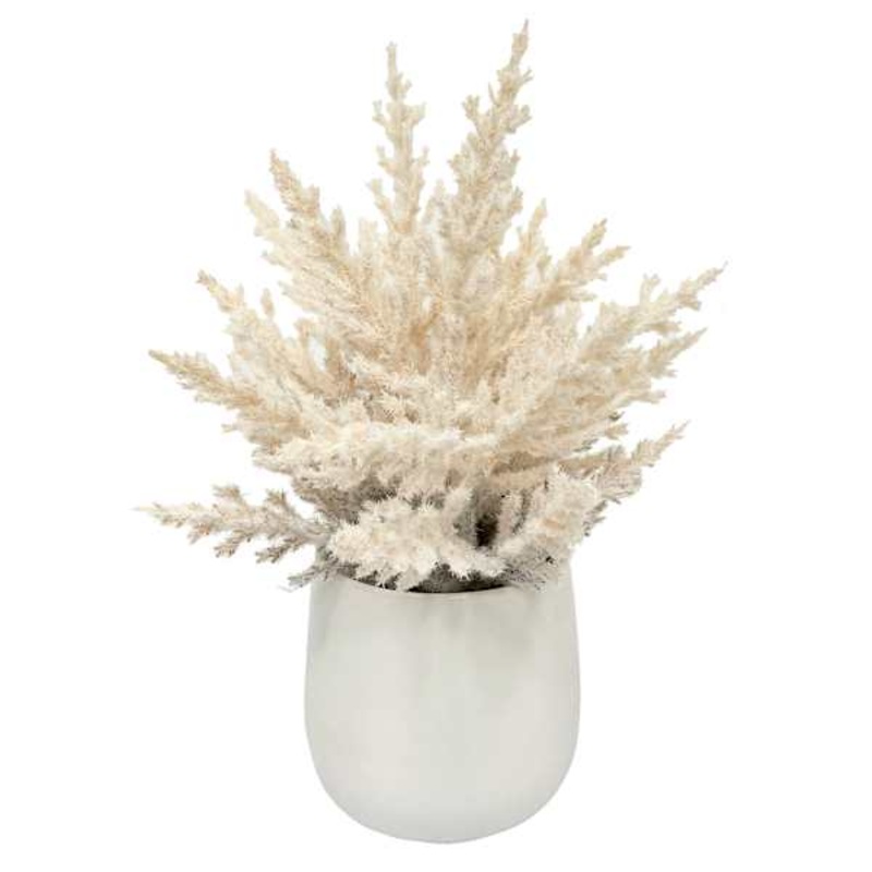 Pampas Grass in Ceramic Pot, 10″