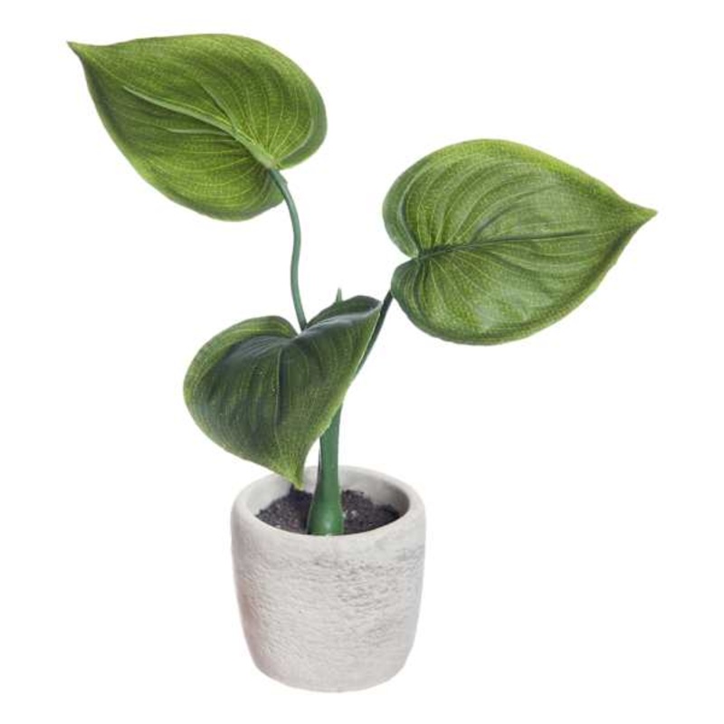Philodendron Plant with White Cement Planter, 9″