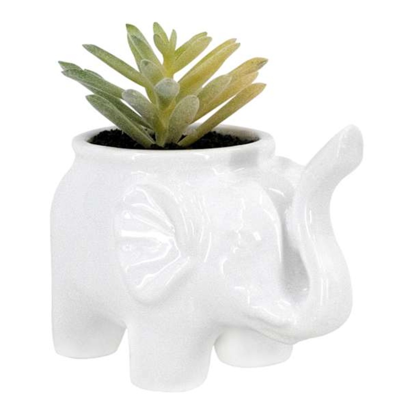 Succulent in Elephant Pot, 4″