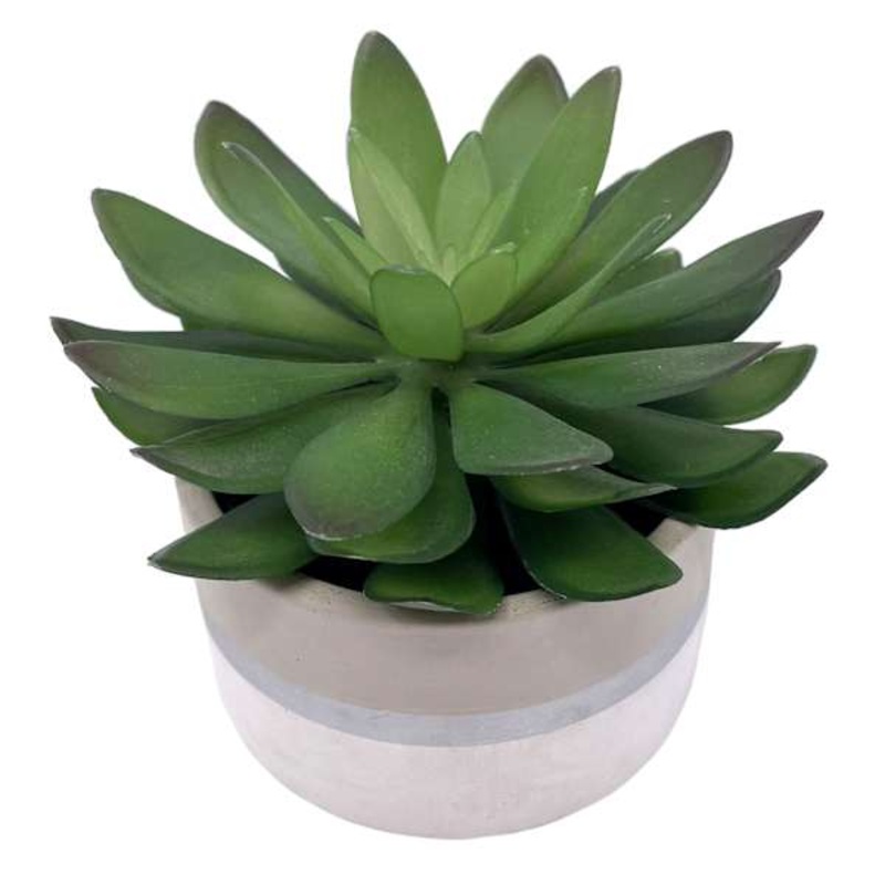 Succulent with White Ceramic Planter, 4″