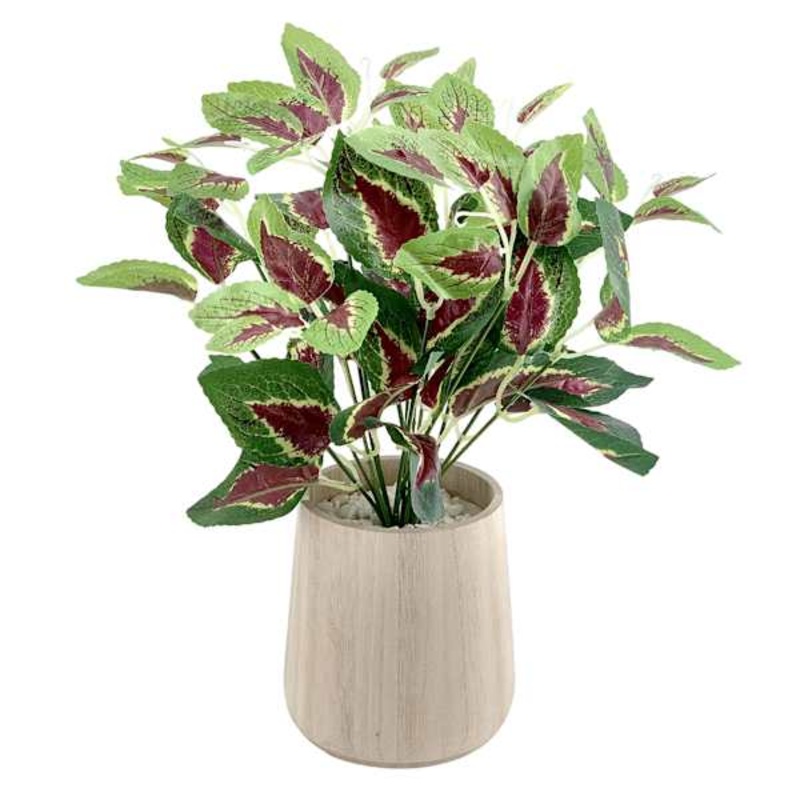 Ty Pennington Coleus Plant in Wood Pot, 13.4″