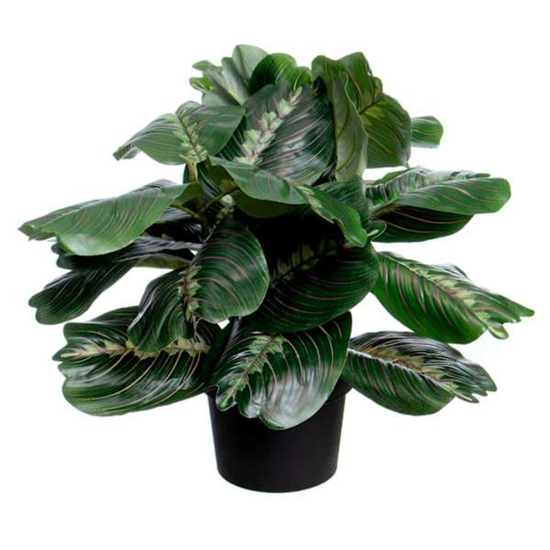 UV-Protected Fiddle Leaf in Plastic Pot, 16″