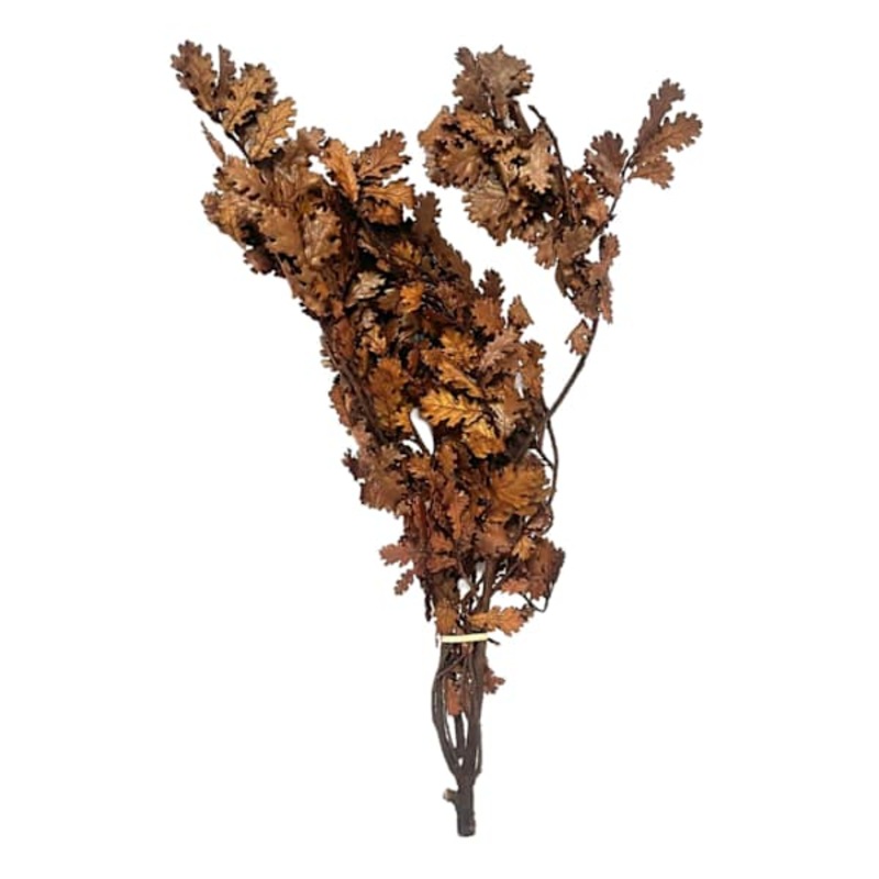 Dried Dark Brown Oak Leaves Bundle, 28″