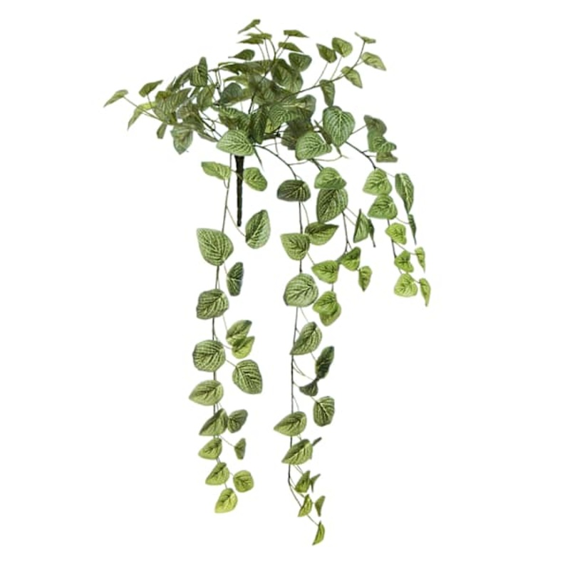 Fittonia Hanging Bush, 31″