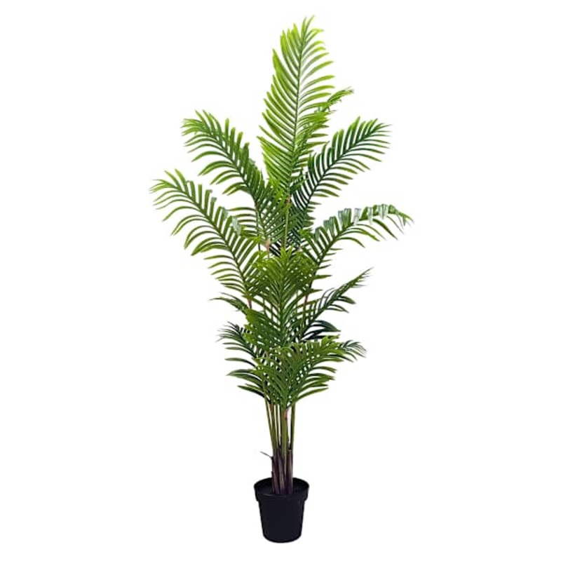 Potted Areca Palm Plant, 6′