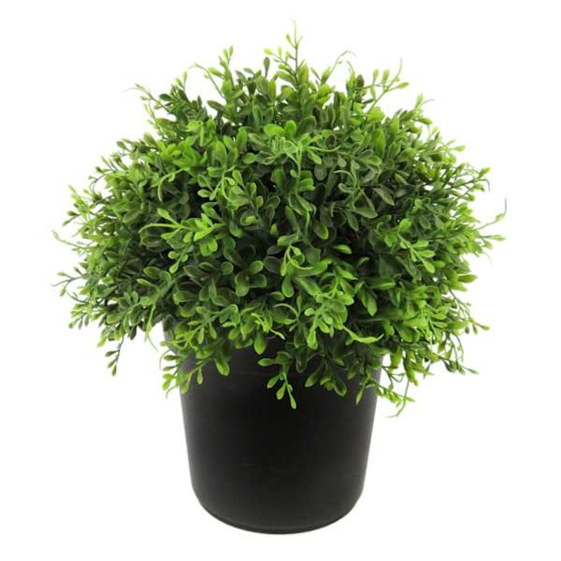 Potted Boxwood Plant, 15″