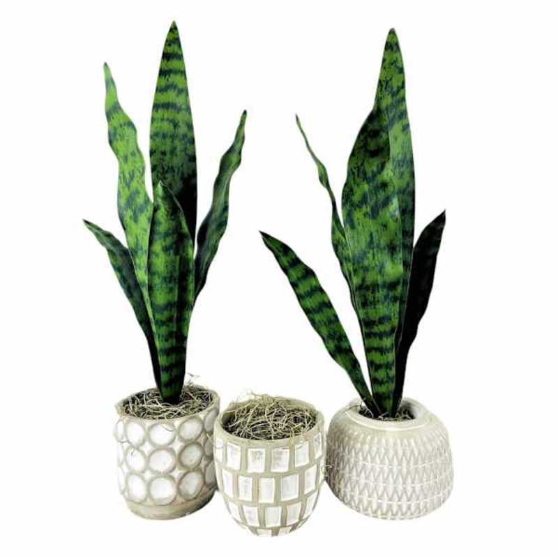Snake Plant in Cement Pot, 21″, Assorted Styles