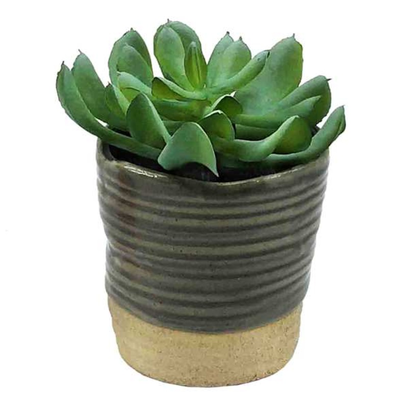 Succulent with Grey Planter, 4″