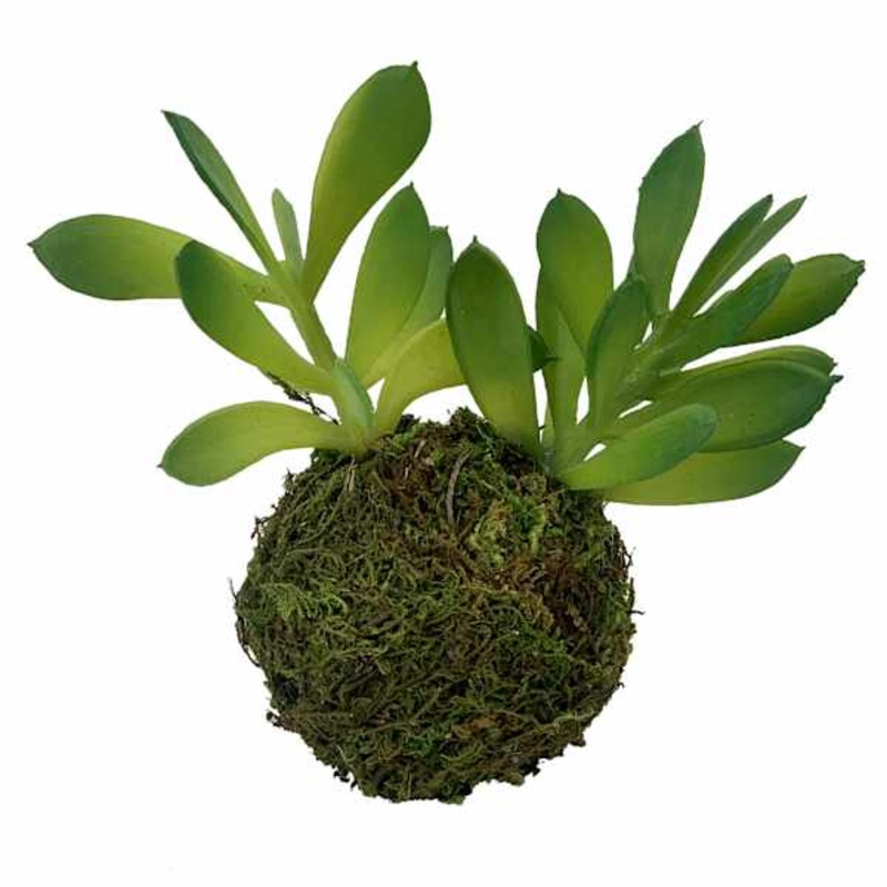 Succulents in Moss Ball, 5″