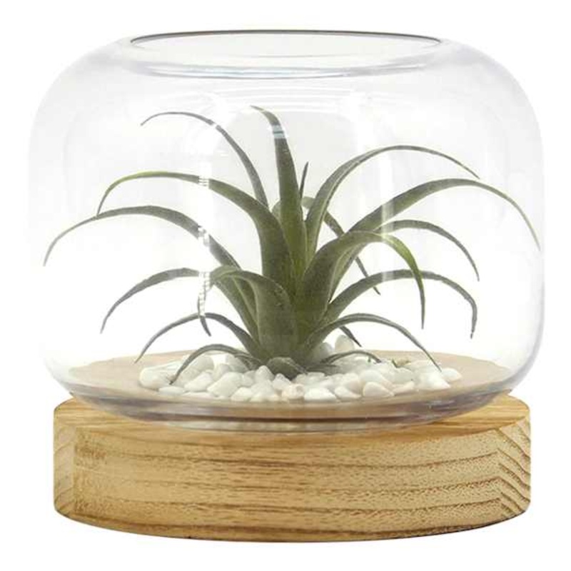 Ty Pennington Air Plant in Glass Vessel with Wood Base, 6.1″