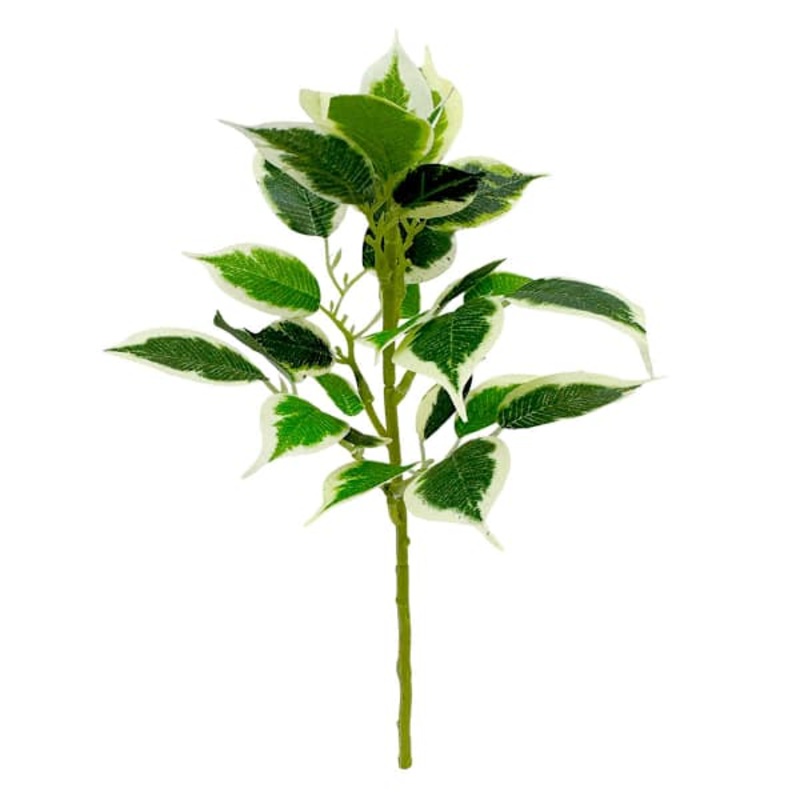 14 FICUS SPRAY GREEN PICK