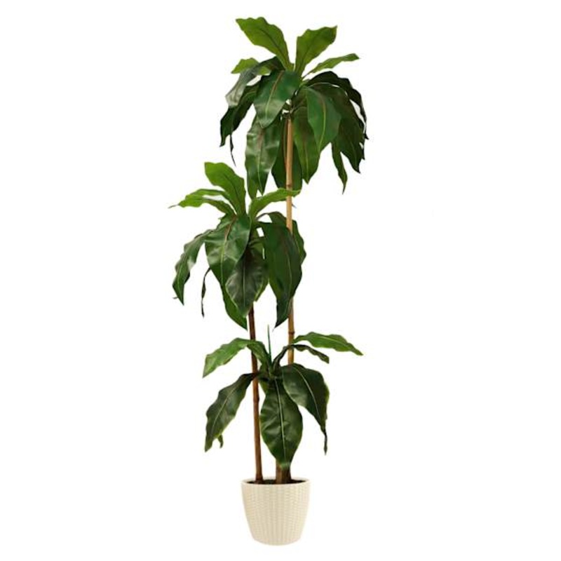 3-Head Bird’s Nest Tree in White Planter, 5.5′