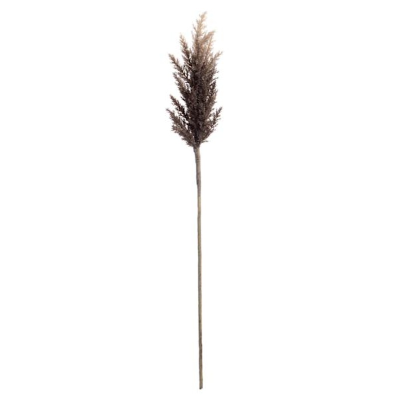 Brown Pampas Grass Stem, 36″