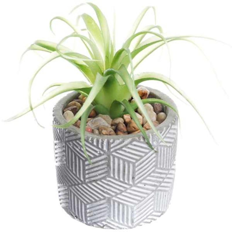 Found & Fable Air Plant with Cement Planter, 6″