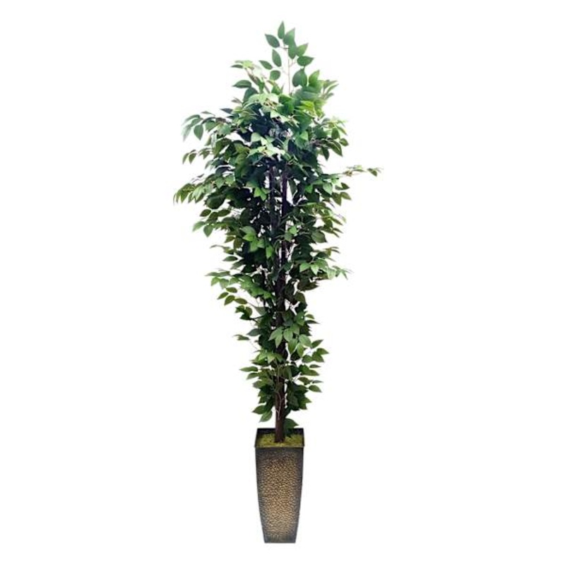 Green Fiscus in Metal Planter, 7′