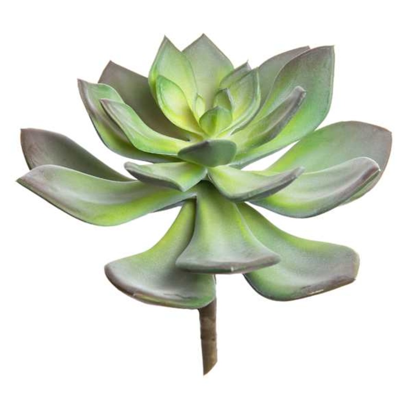 Green & Purple Echeveria Pick, 6.5″