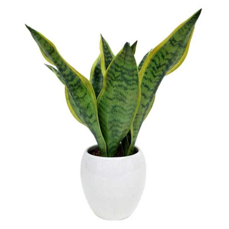 Snake Plant in White Pot, 14″