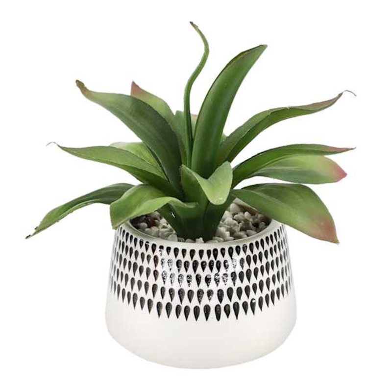 Succulent in Ceramic Pot, 9″