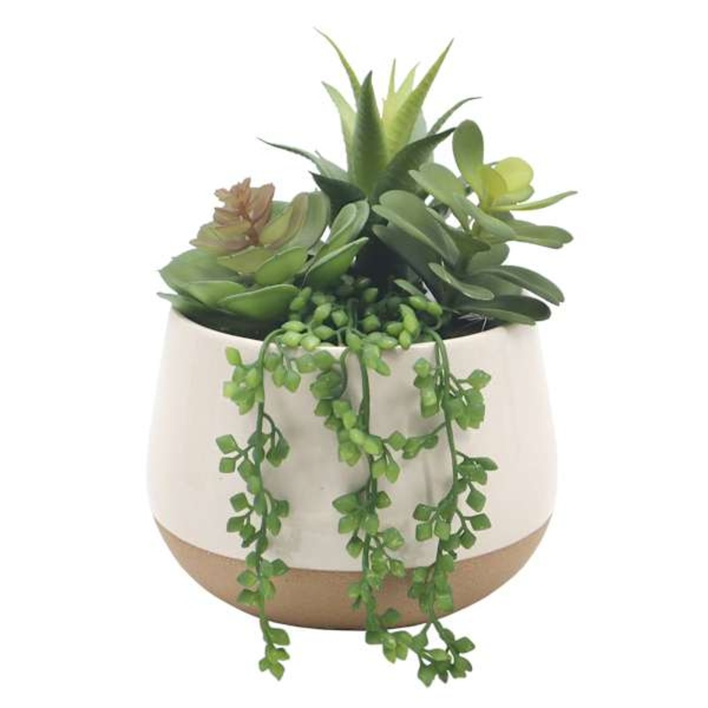 Succulent Mix with Ceramic Planter, 8.5″