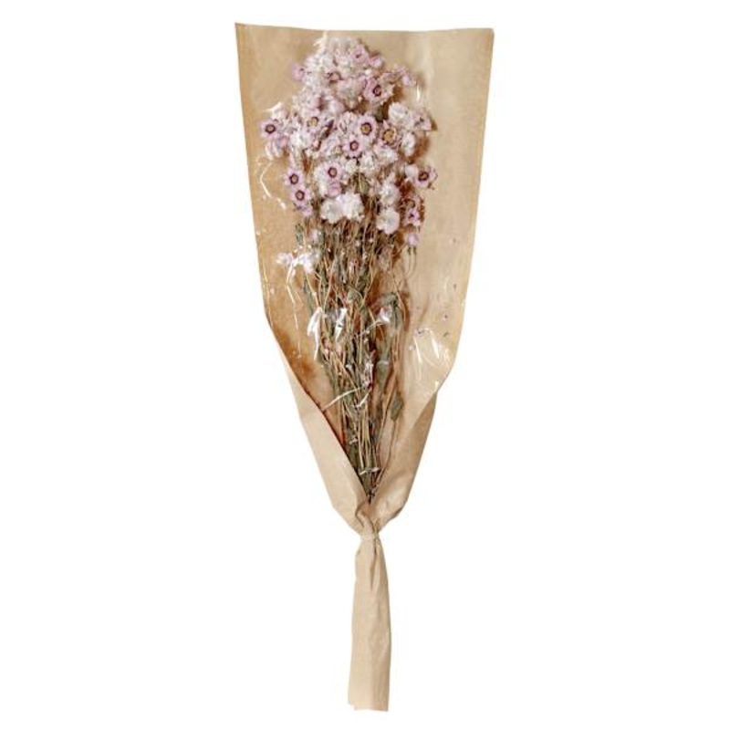 Willow Crossley Pink Daisy Bundle, 19.5″