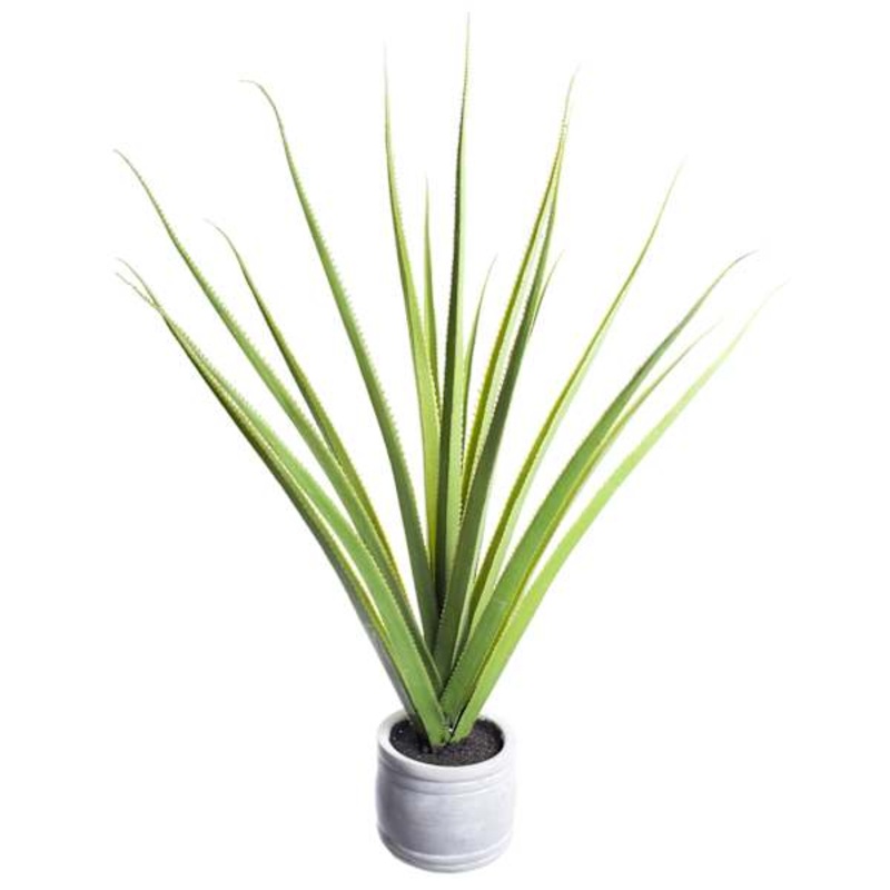Aloe Plant with Cement Planter, 36″