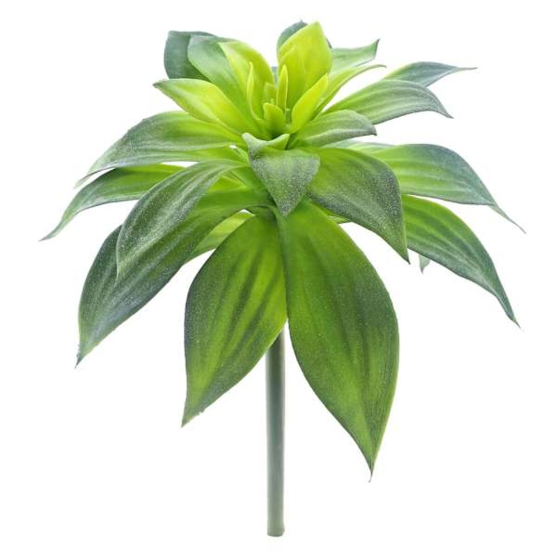 Dracaena Aloe Stem, 16″
