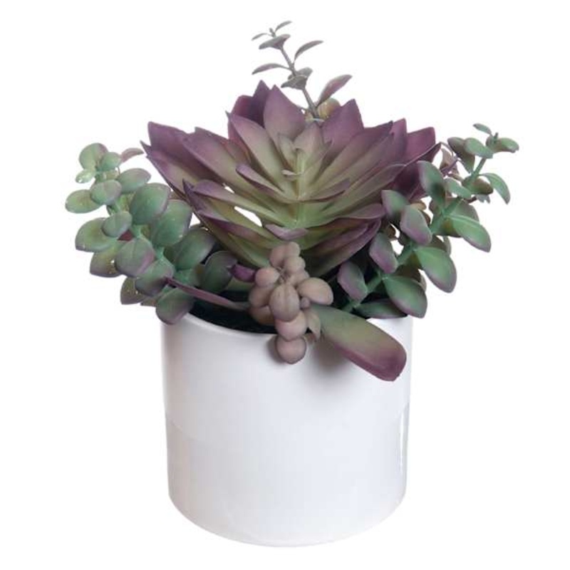 Mix Succulents in White Pot, 9″