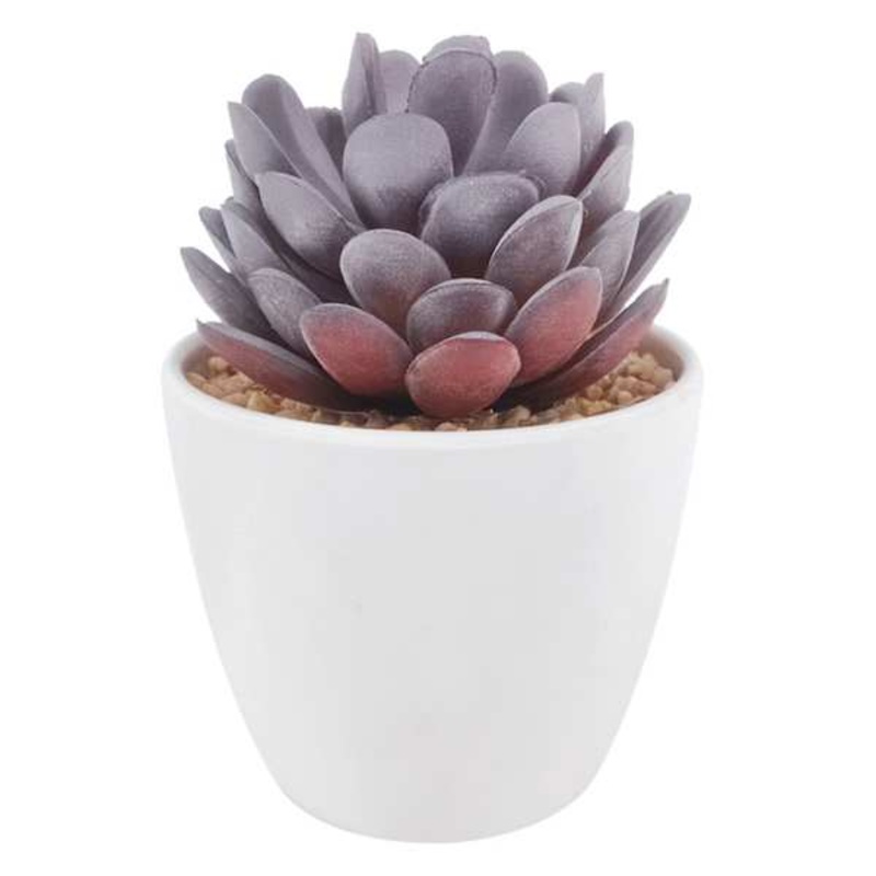 Purple Succulent in Melamine Vase, 4.5″