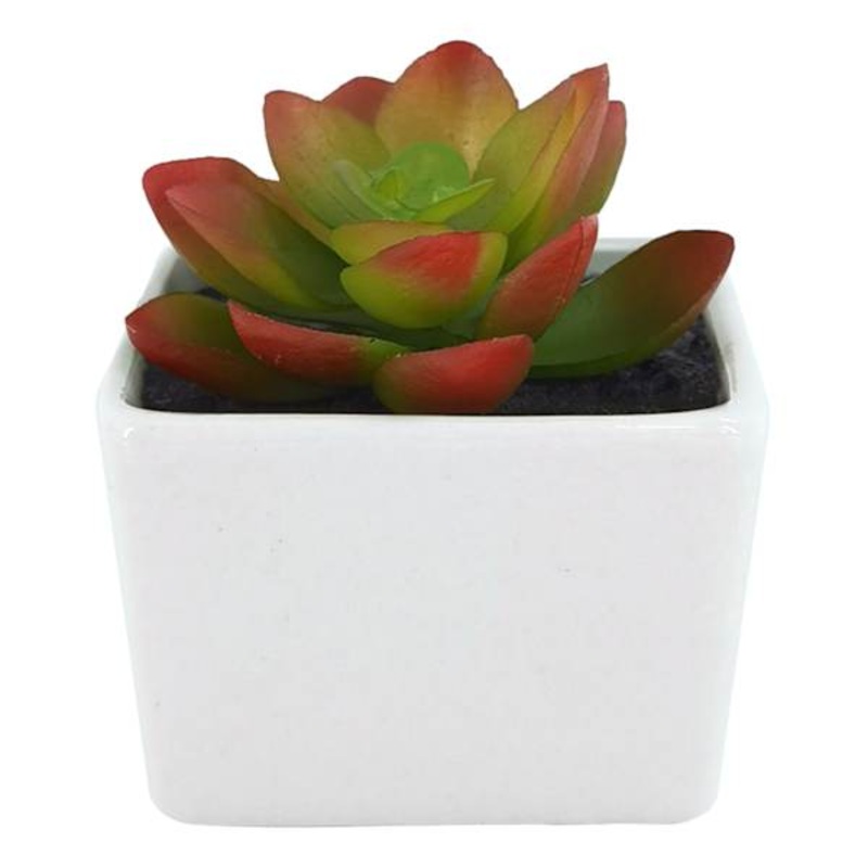 Red & Green Succulent in Ceramic Pot, 2.8″