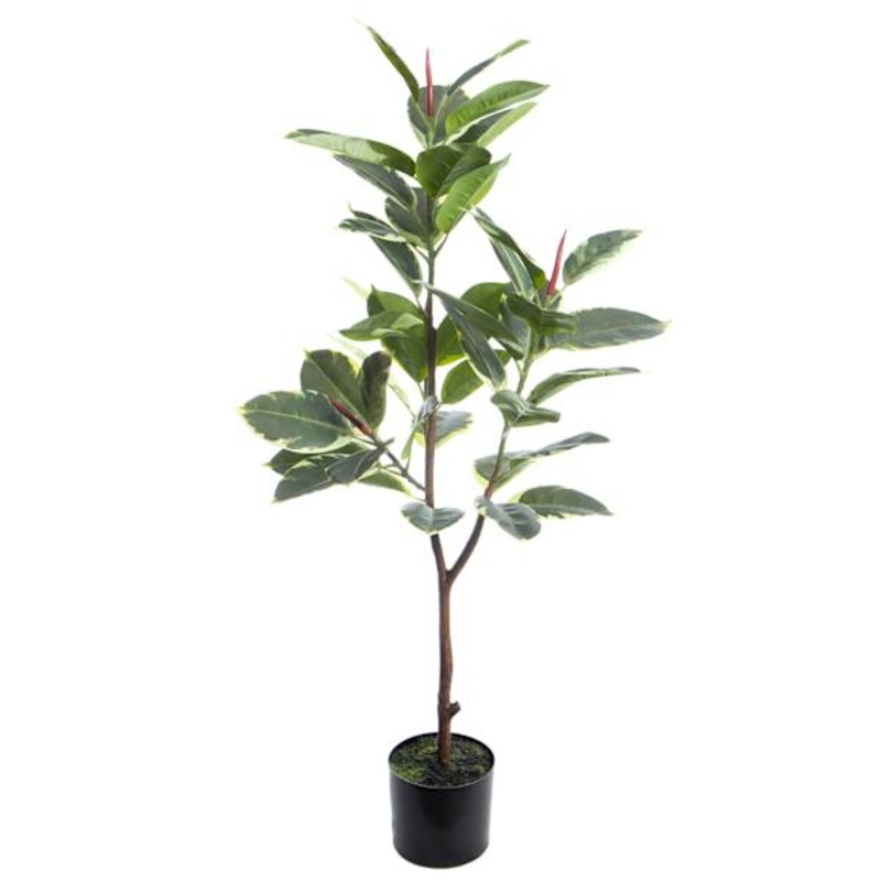 Rubber Leaf Plant in Green Pot, 44″