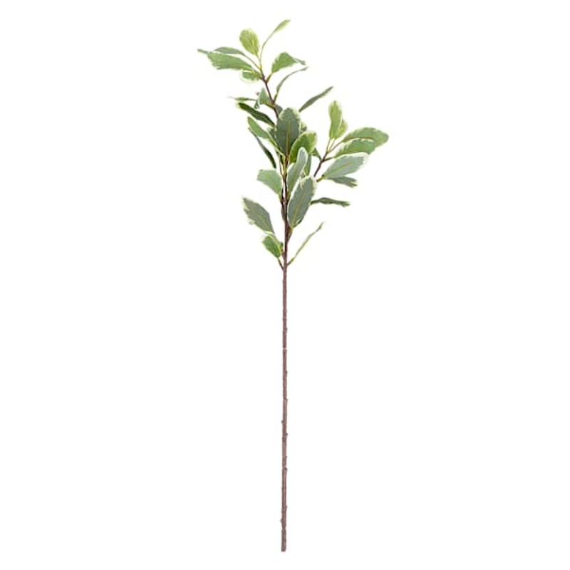 Variegated Pittosporum Stem, 30″