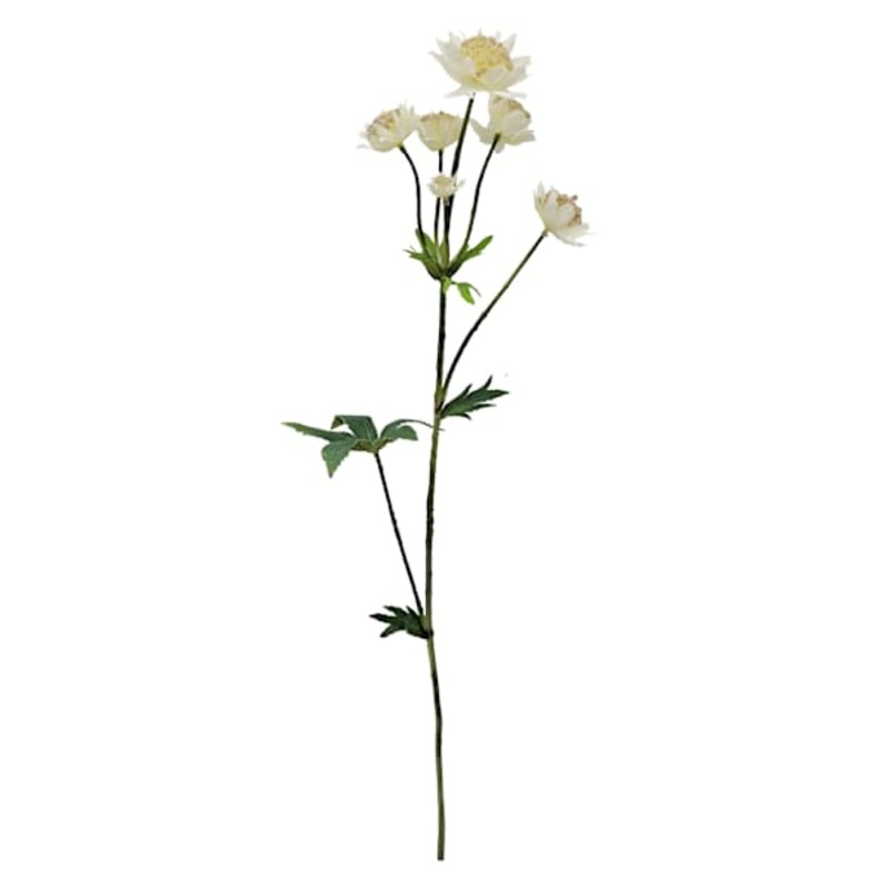 White Astrantia Stem, 22″