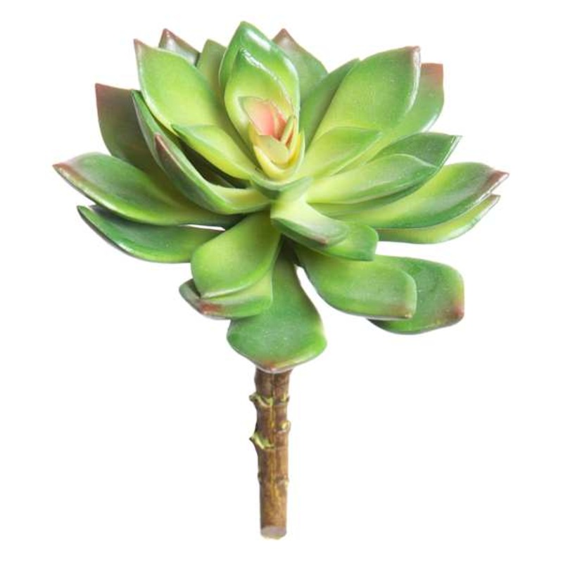 Ash Green Echeveria Succulent Pick, 6″