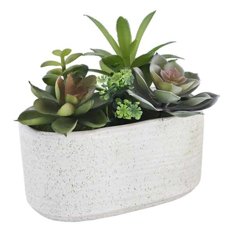Assorted Succulents with White Planter, 6″