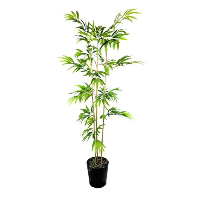 Bamboo Tree in Decorative Metal Pot, 6′