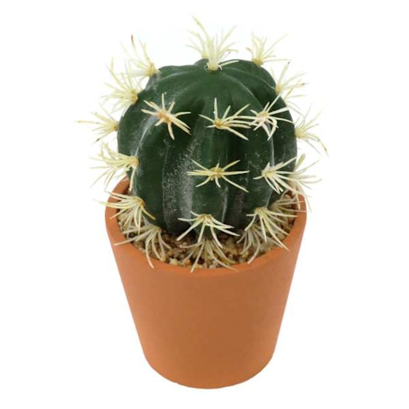 Barrel Cactus in Pot, 5″