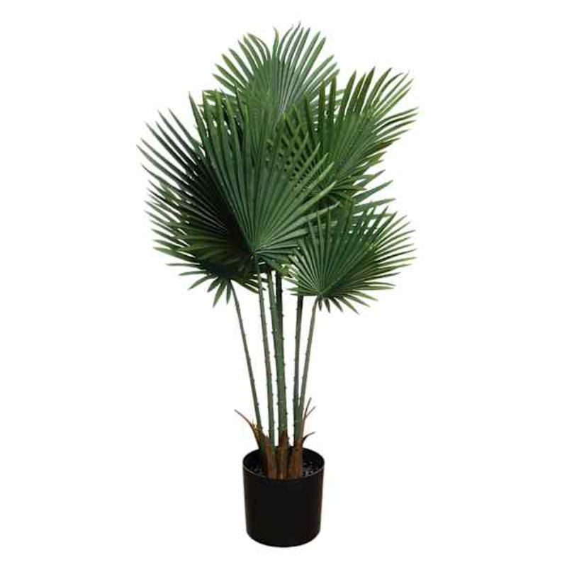 Fan Palm in Plastic Pot, 48″